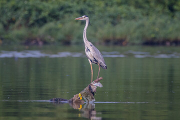 the great white heron