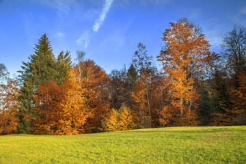 Fototapeta premium Alberi in autunno