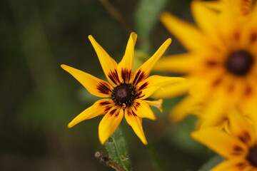 ostatnie  żółte  kwiaty  jesienią  w  ogrodzie © Mirosaw