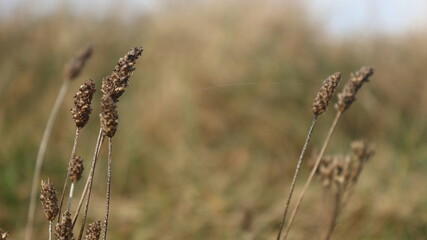 close up of wheat field