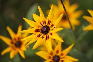 ostatnie  żółte  kwiaty  w  ogrodzie  w  czasie  jesieni  