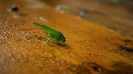 green locust, close up, insect