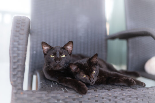dos gatos negros con ojos verdes duermen juntos en una silla