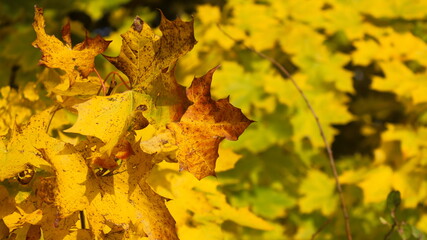 autumn leaves on the ground
