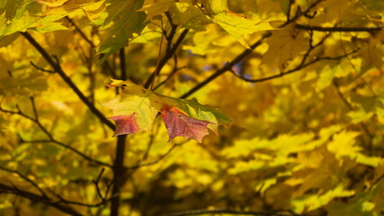autumn leaves in the park
