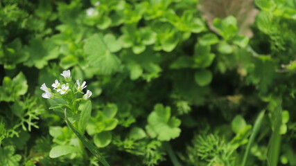 green, close up white flower,  garden, nature