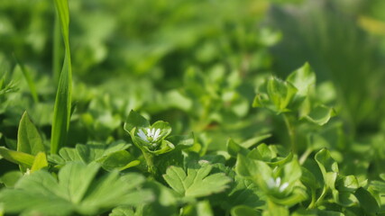 grass with white flower, nature and garden