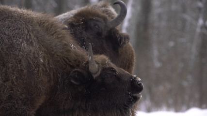 European bison (Bison bonasus) or the European wood bison, also known as the wisent or zubr in...
