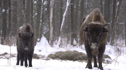 European bison (Bison bonasus) or the European wood bison, also known as the wisent or zubr in...