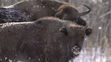 European bison (Bison bonasus) or the European wood bison, also known as the wisent or zubr in...