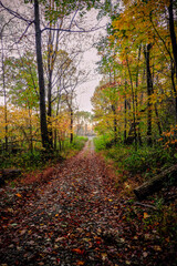 Obraz premium Trail Through the Autumn Forest