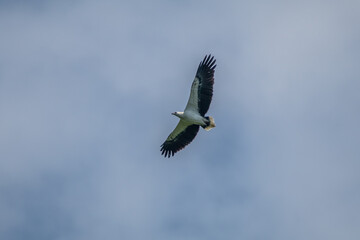 javan eagle flying in the sky