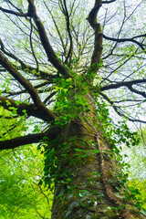 Fototapeta premium Beech forest, Saja-Besaya Natural Park, Cantabria, Spain, Europe