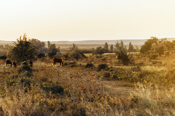 Fototapeta premium Pasture with horses in the field in the sunset rays. Peaceful atmosphere.