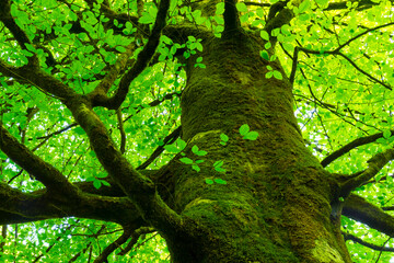 Fototapeta premium Beech forest, Saja-Besaya Natural Park, Cantabria, Spain, Europe