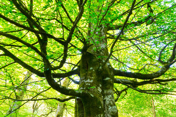 Beech forest, Saja-Besaya Natural Park, Cantabria, Spain, Europe