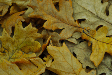 maple leaf on the ground