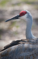 Fototapeta premium Adult sandhill crane looks up while preening