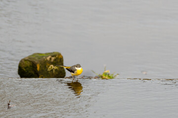 Grey Wagtail Walking in Shallow Water