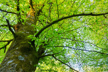 Beech forest, Saja-Besaya Natural Park, Cantabria, Spain, Europe
