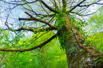 Fototapeta premium Beech forest, Saja-Besaya Natural Park, Cantabria, Spain, Europe