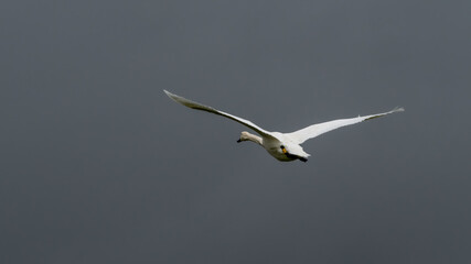 Adult Swan Flying Across Stormy Skies
