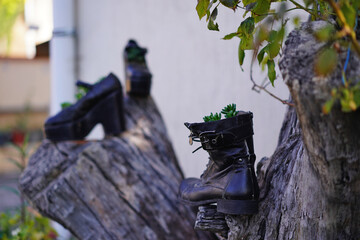 flowers planted in the shoes