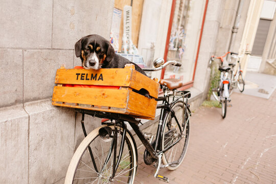 A dog called Telma in a basket on a bicycle. 