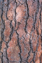 Texture of the brown bark of an old tree with deep cracks and sun glare as a vertical background.