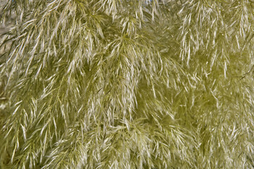 Texture of the beige pampas grass plant