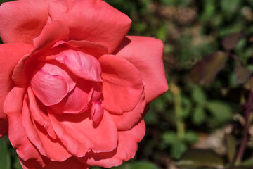 Bud of the blooming coral rose on a green blurred background.