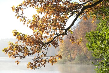 Branches with autumn colorful foliage and misty lake in background.