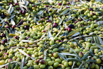 Raccolta olive verdi in Puglia