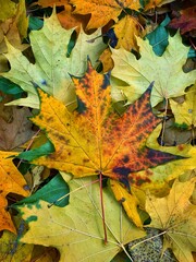 autumn leaves background