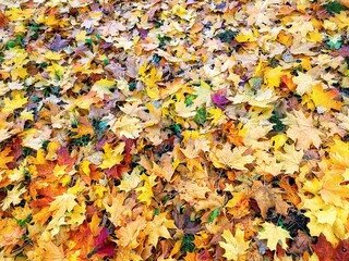 autumn leaves background