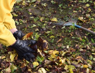 Fototapeta premium Woman with hands in gloves collects fallen leaves in the garden
