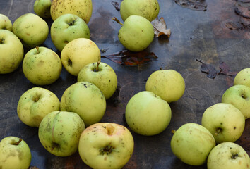 Late green apples rotting in the autumn rain