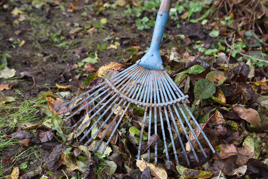Rake cleaning of fallen dead leaves in late autumn
