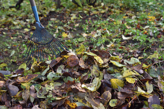 A pile of fallen autumn leaves harvested by a rake in late fall