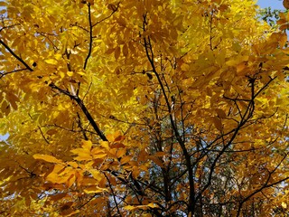 Autumn trees, fallen leaves, yellow trees, sunny autumn day