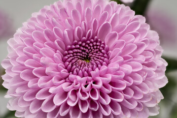 Chrysantheme Santini Rosa