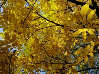 Autumn trees, fallen leaves, yellow trees, sunny autumn day