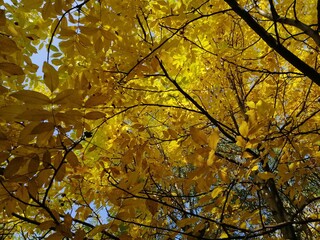 Autumn trees, fallen leaves, yellow trees, sunny autumn day