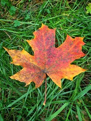 autumn maple leaf