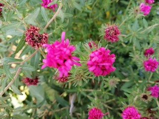 Pink little cute flowers bloom in the garden