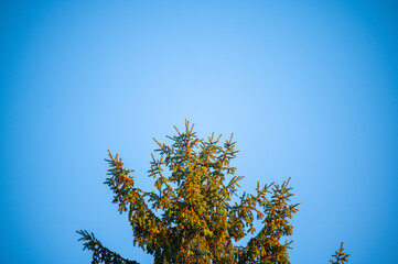 Tree tops lit up by the setting autumnal  evening sun with a blue background