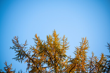 Tree tops lit up by the setting autumnal  evening sun with a blue background