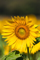 Bright sunflower faces the morning light