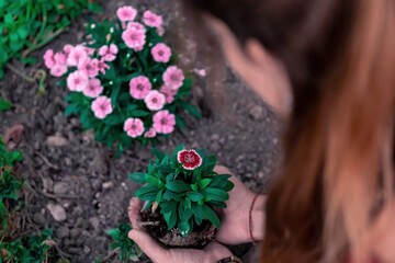 Portrait of woman planting a flowering plant