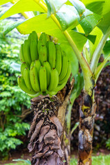Bananenstaude mit Bananen auf Madeira